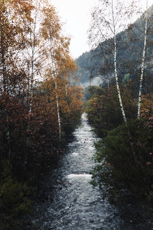 Stream in the Forest on the Mountainside