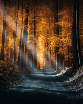A serene forest path illuminated by golden autumn sunlight, perfect for peaceful escape.