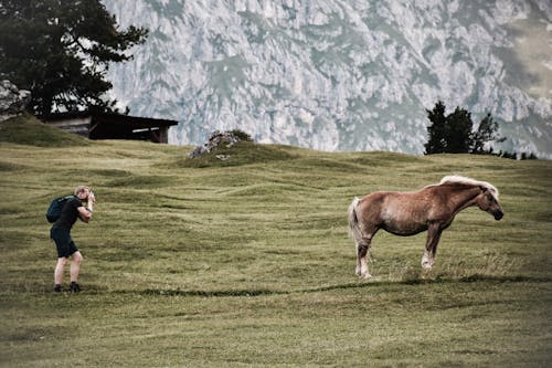 Photographer Taking Photos of a Haflinger Horse in a Pasture in the Mountains