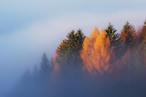 Autumn Trees in Forest on Foggy Day