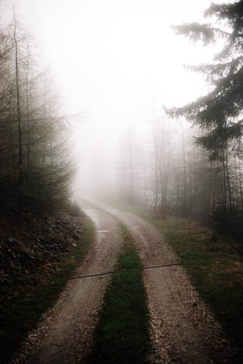 Dirt Road Bending in the Fog