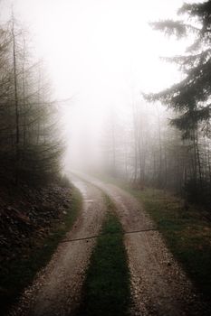 A serene rural landscape showcasing a misty dirt road enveloped by fog in a dense forest.. pexels, serene, rural