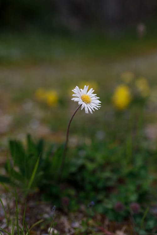 Kostenloses Stock Foto zu bellis perennis, blume, gänseblümchen