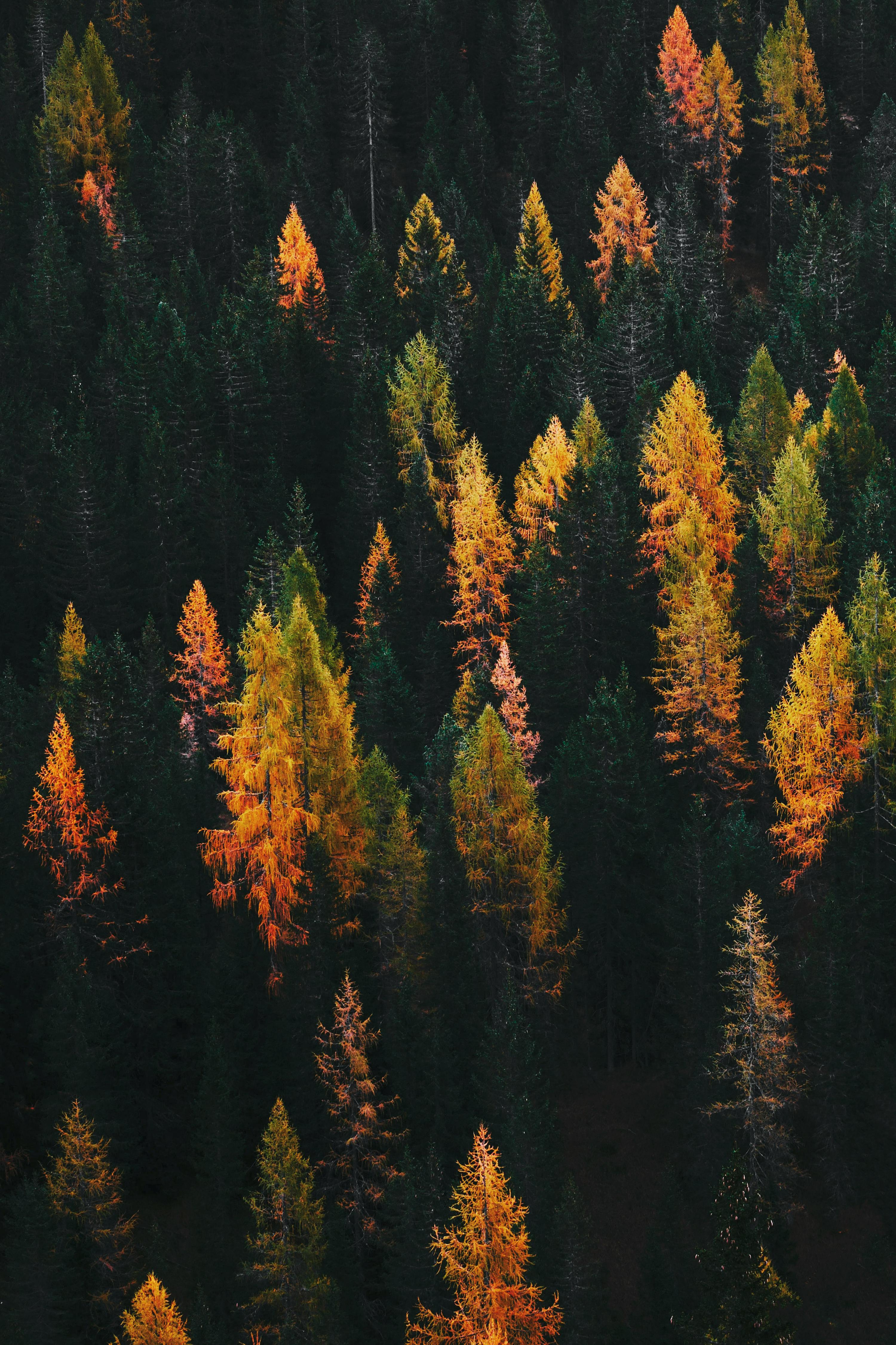 Beautiful aerial perspective of a lush forest transitioning into vibrant autumn colors.