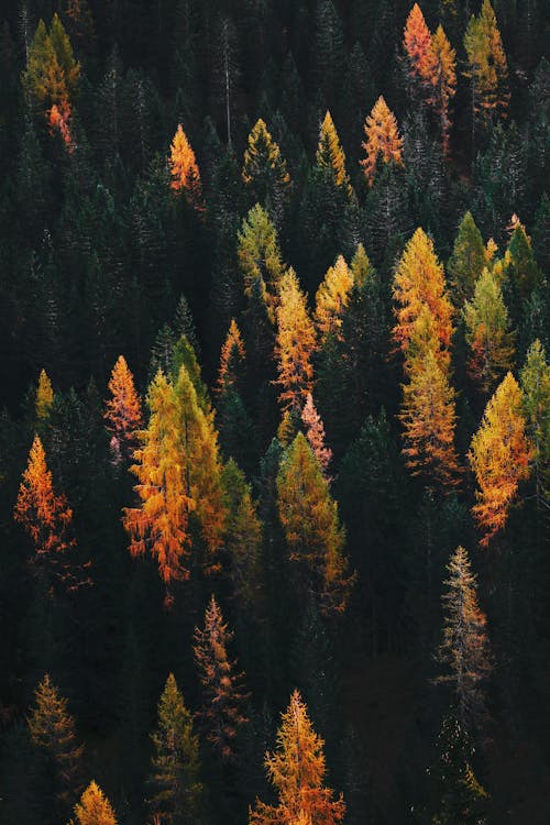 Yellowing Trees in a Coniferous Forest