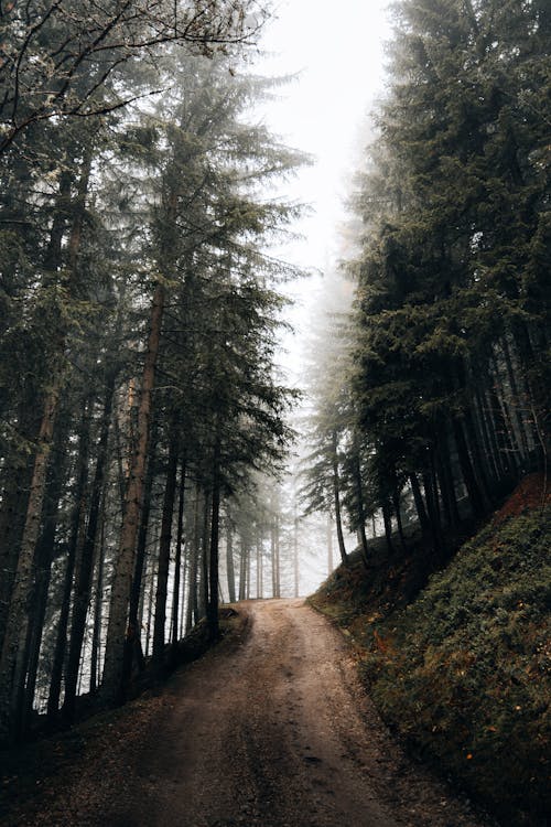 Path on Slope Between Trees