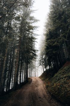 A scenic dirt path winding through a misty forest, offering a serene nature escape.