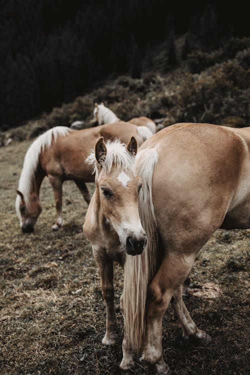 Horses on a Grass Pasture 