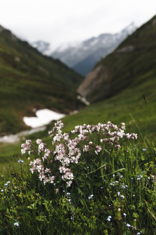 Clump of Wildflowers on the Mountainside