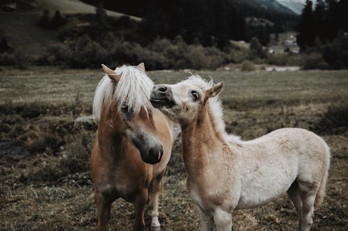 Horses on Farm