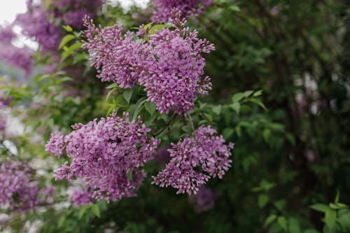 Lilac Flowers in Garden