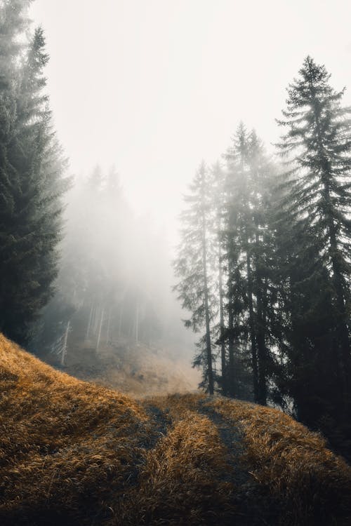 Darmowe zdjęcie z galerii z las, mgła, pionowy strzał