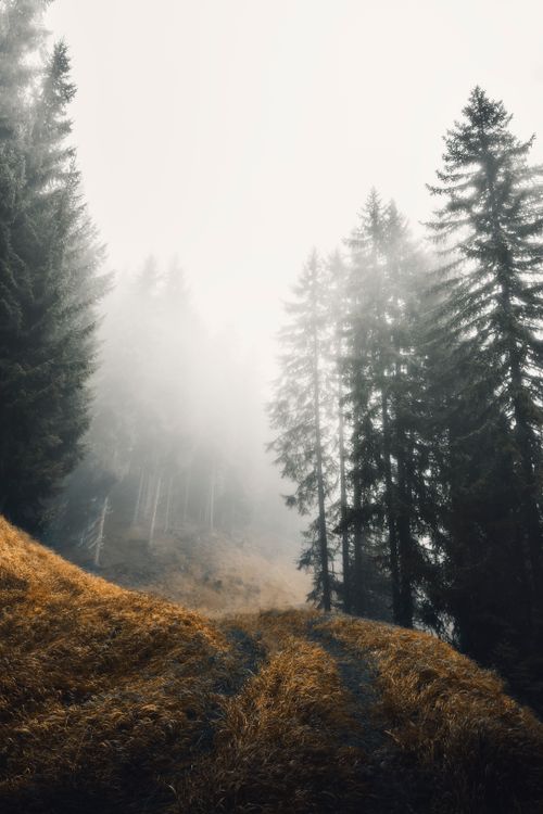 Free A serene path cutting through a foggy, mist-laden forest with towering trees and gentle lighting. Stock Photo