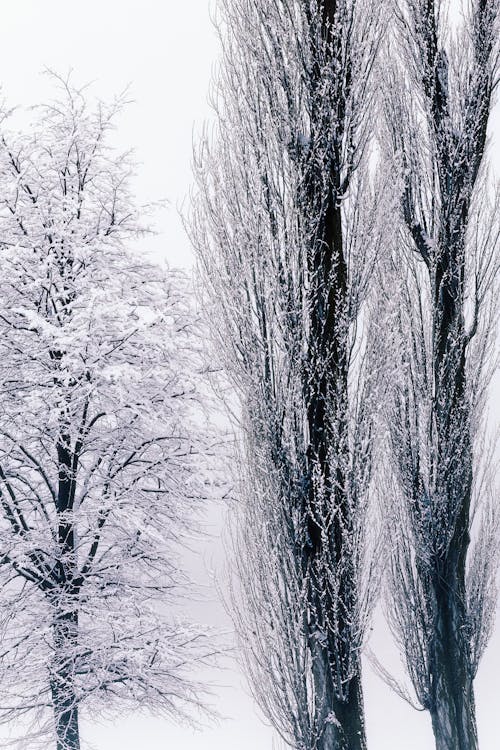 Trees on Winter Day