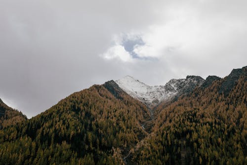 View of Mountains Covered in Trees
