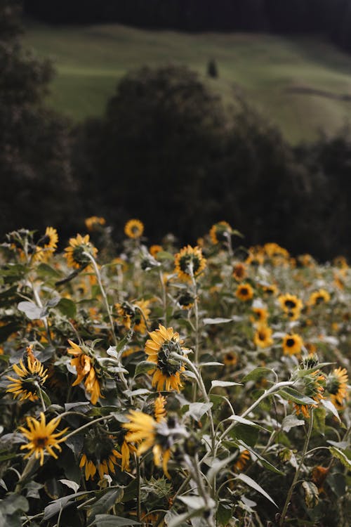 Sunflowers on Field