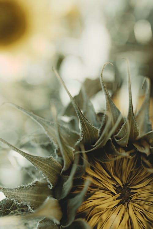 Close-up of an Unbloomed Sunflower 