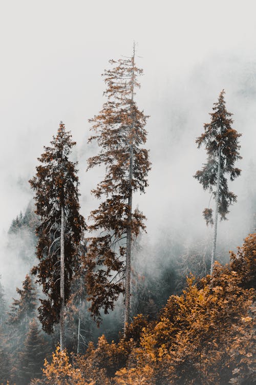 Coniferous Trees on a Steep Mountain in Fog 