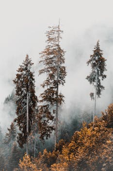 Majestic conifer trees rise in a misty autumn forest, enveloped in tranquil fog creating a serene atmosphere.
