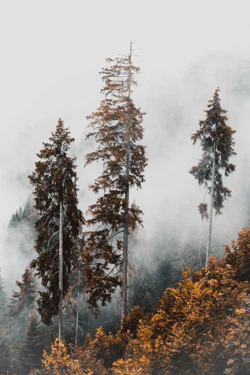 Free Majestic conifer trees rise in a misty autumn forest, enveloped in tranquil fog creating a serene atmosphere. Stock Photo
