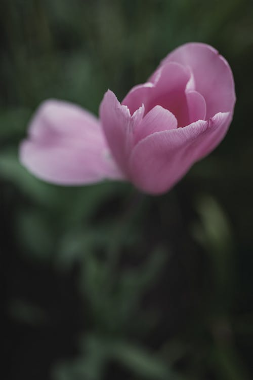 Close Up of Tulip Flower