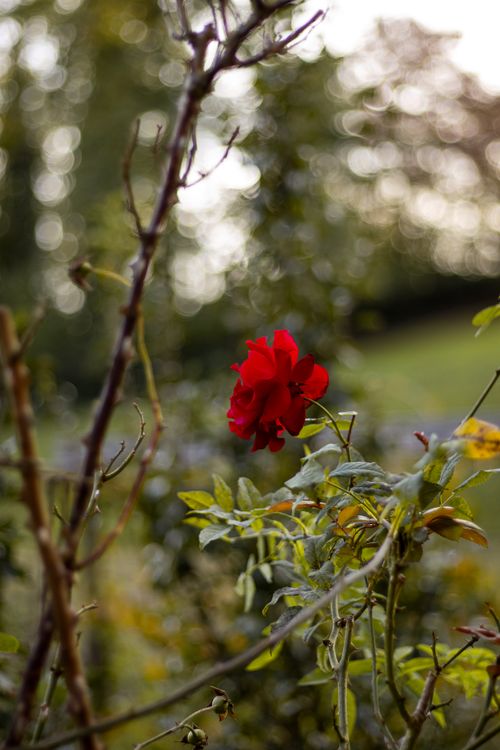Free A vivid red rose captured in a sunlit garden, symbolizing growth and natural beauty. Stock Photo