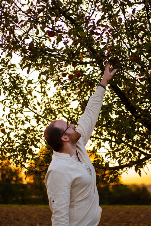 Základová fotografie zdarma na téma apple, jabloň, léto