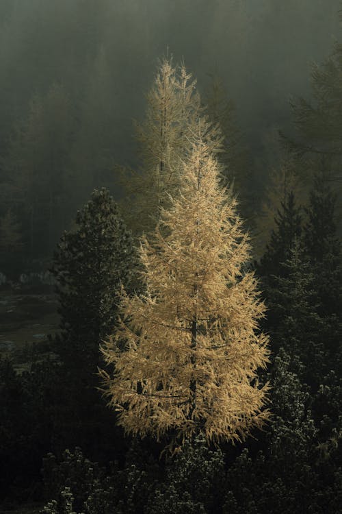 Foto profissional grátis de árvore amarela, floresta, garoa