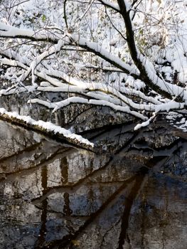Snow-covered branches reflecting in a tranquil river on a winter day.