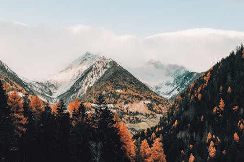 Autumn Forest Covering Mountain Slopes