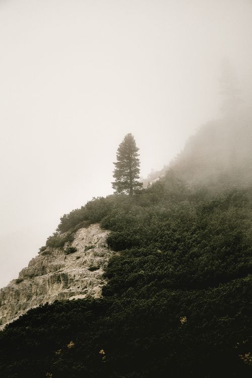 Free A serene misty mountain landscape captures a solitary pine tree on a rocky slope. Stock Photo