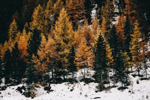 Trees on Slope in Snow