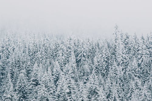 Forest Trees Covered in Snow