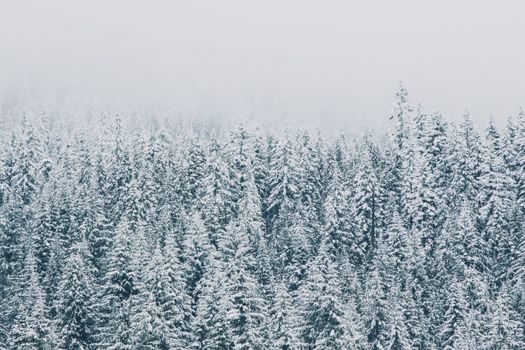 A serene view of a snow-covered evergreen forest under an overcast winter sky.