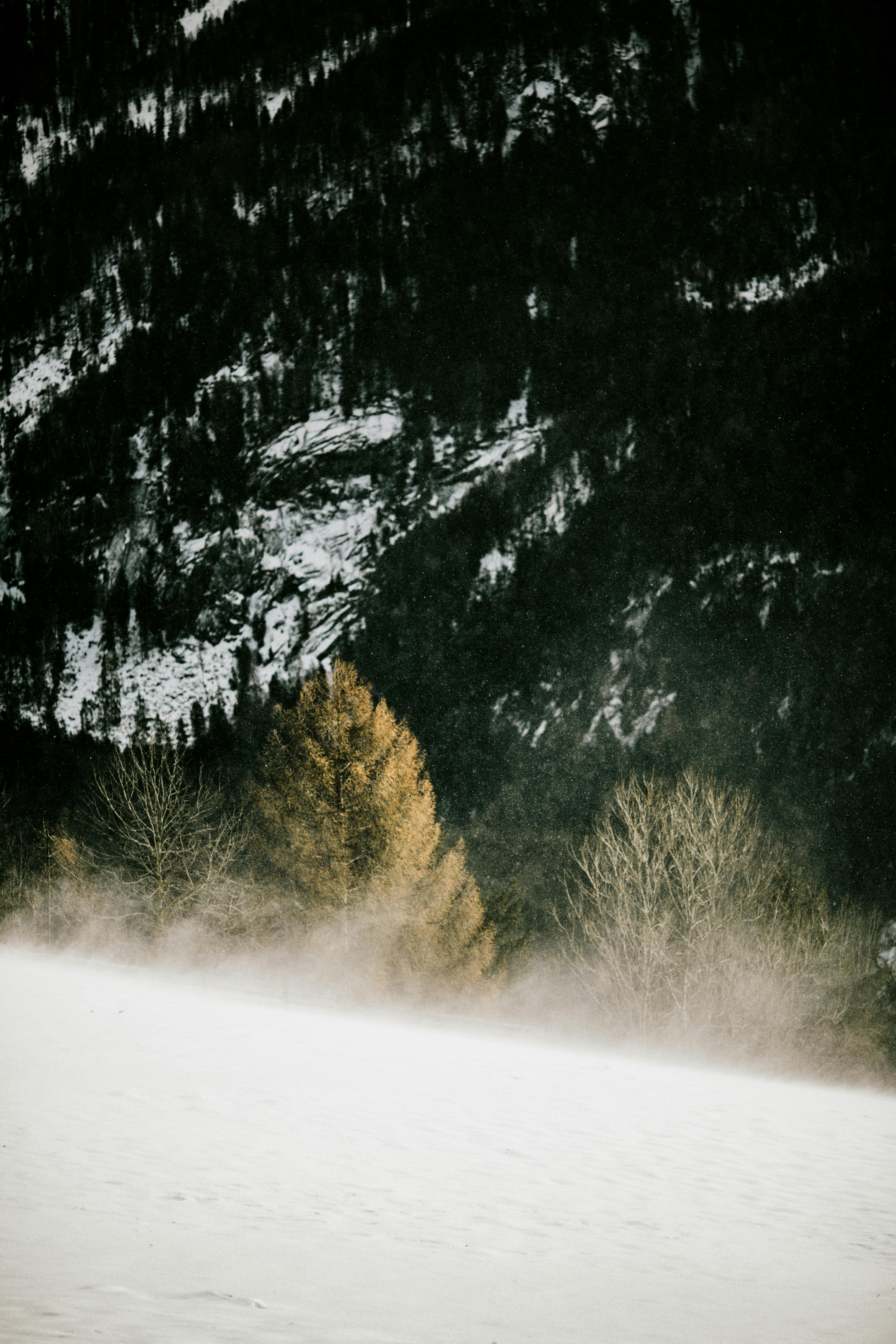 A calm winter scene of trees against a snowy mountain backdrop, captured in a foggy forest setting.