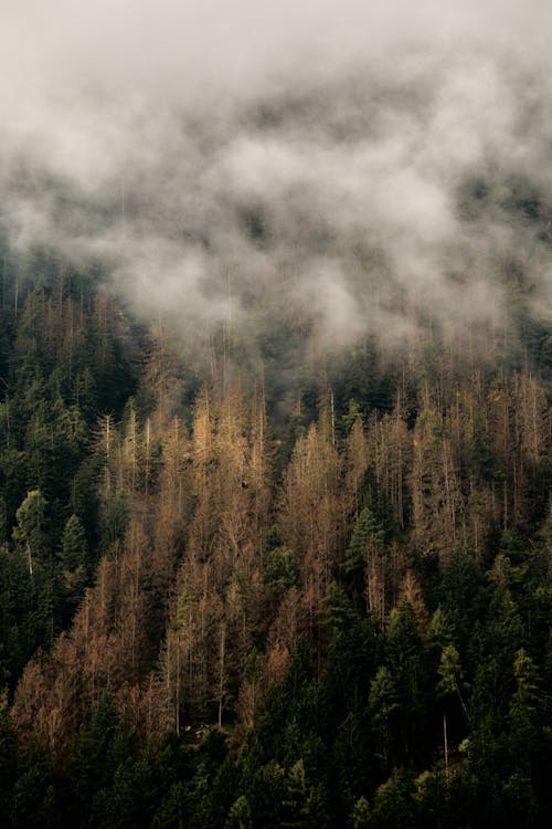 Forest in Fog