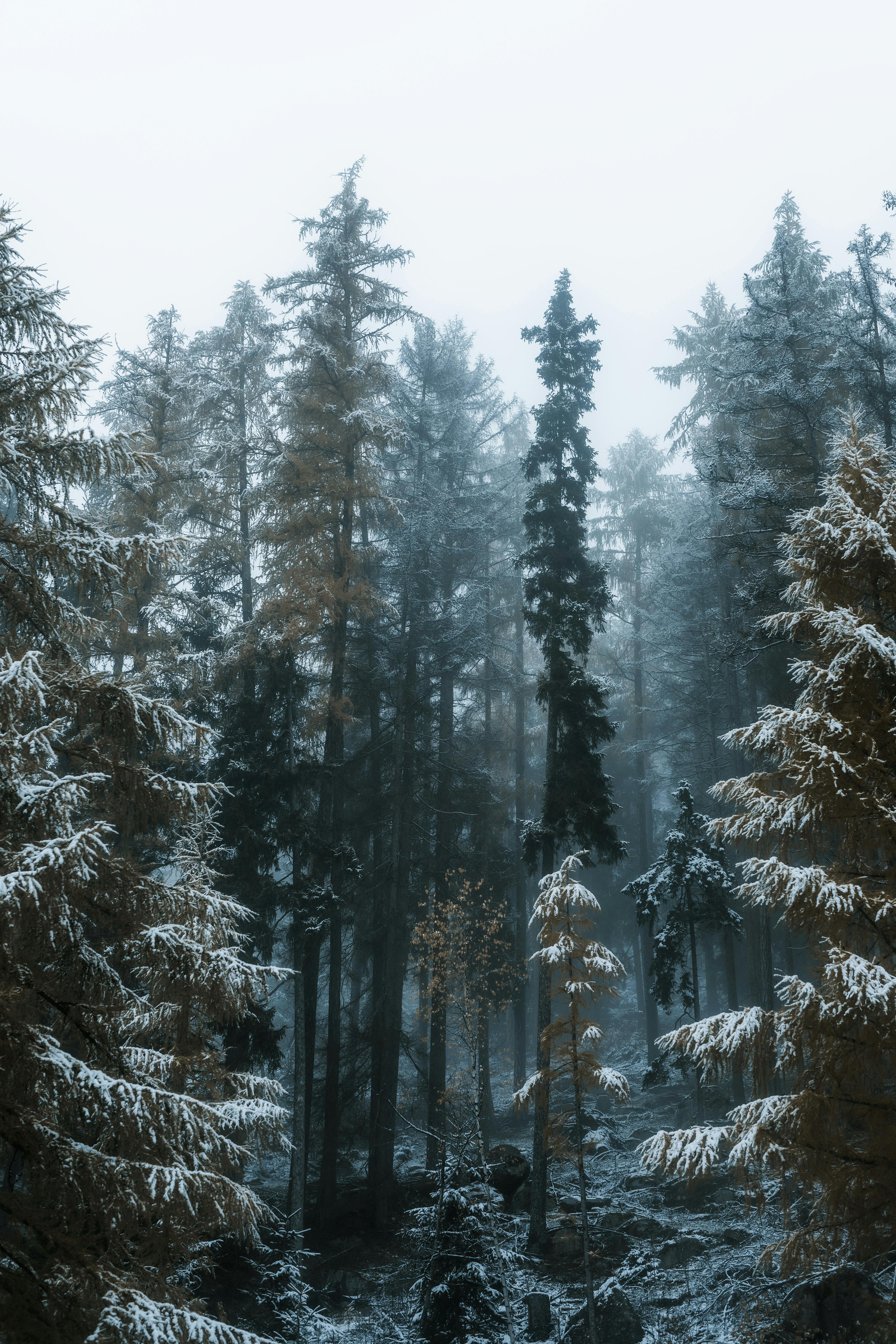A captivating view of a winter forest with snow-covered trees and mist, evoking calm and tranquility.