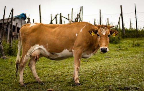 Δωρεάν στοκ φωτογραφιών με αγελάδα, αγρόκτημα, βοσκοτόπι
