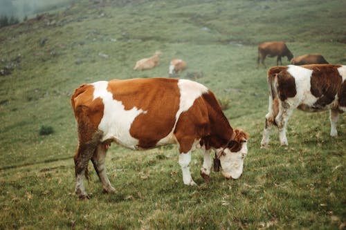 Cattle Grazing on Grass