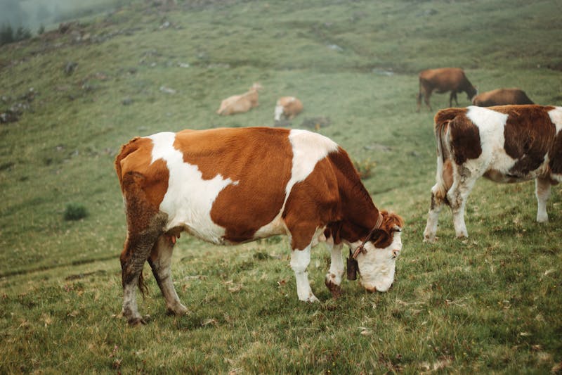 Brown and white cattle