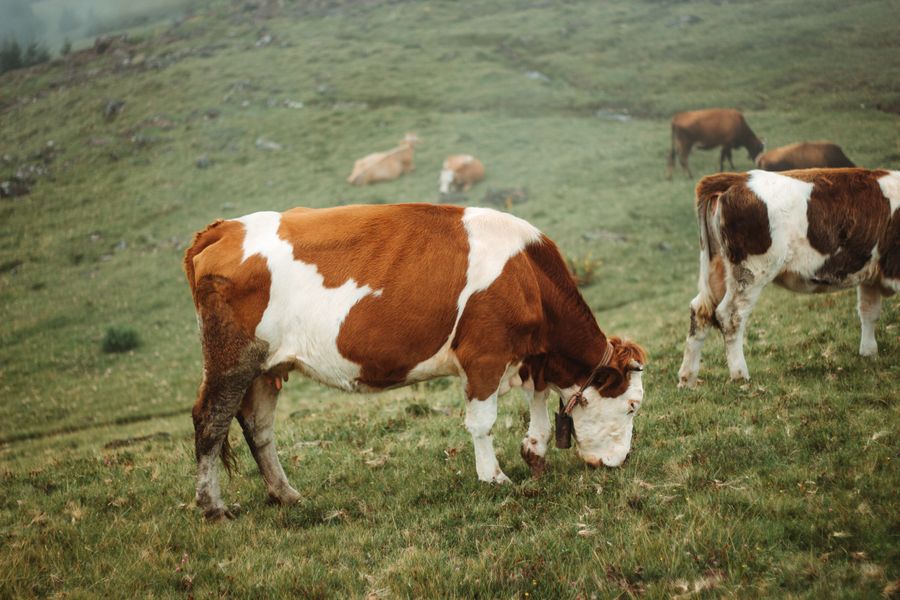Qurbani livestock cattle raised at the farm