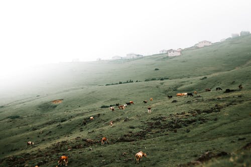 Cattle Grazing on a Green Hill during a Foggy Weather