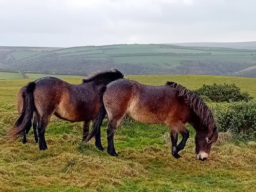 Gratis stockfoto met exmoor, paard, pony