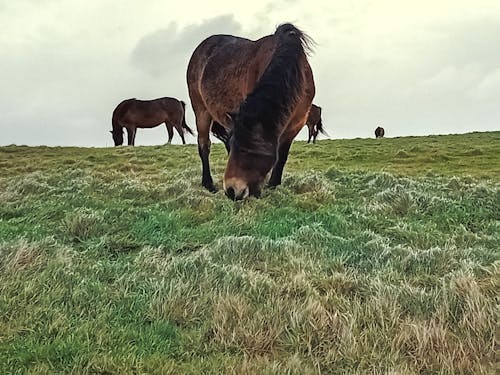 Základová fotografie zdarma na téma divoký, kůň, poník
