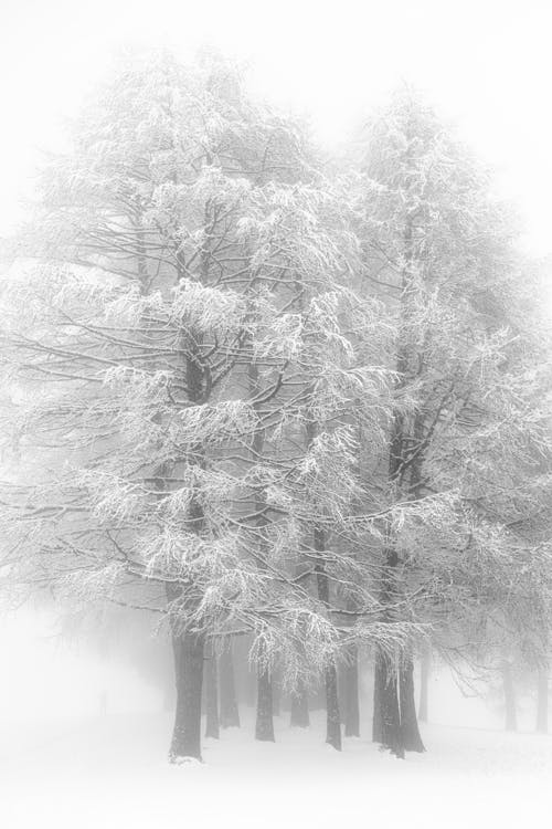 Trees in Snow in Black and White