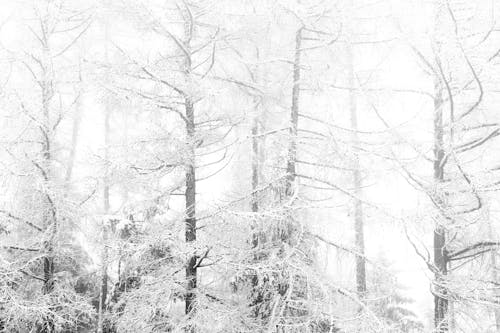 Δωρεάν στοκ φωτογραφιών με ασπρόμαυρο, δέντρα, κρύο
