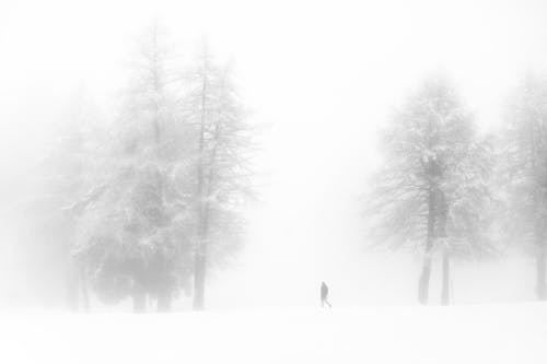 Fog over Trees and Person Walking 