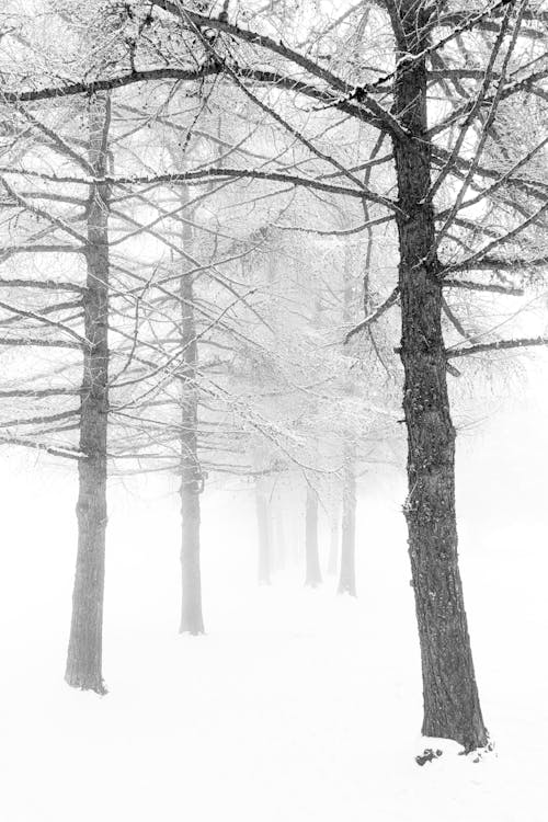 Trees in Snow in Winter