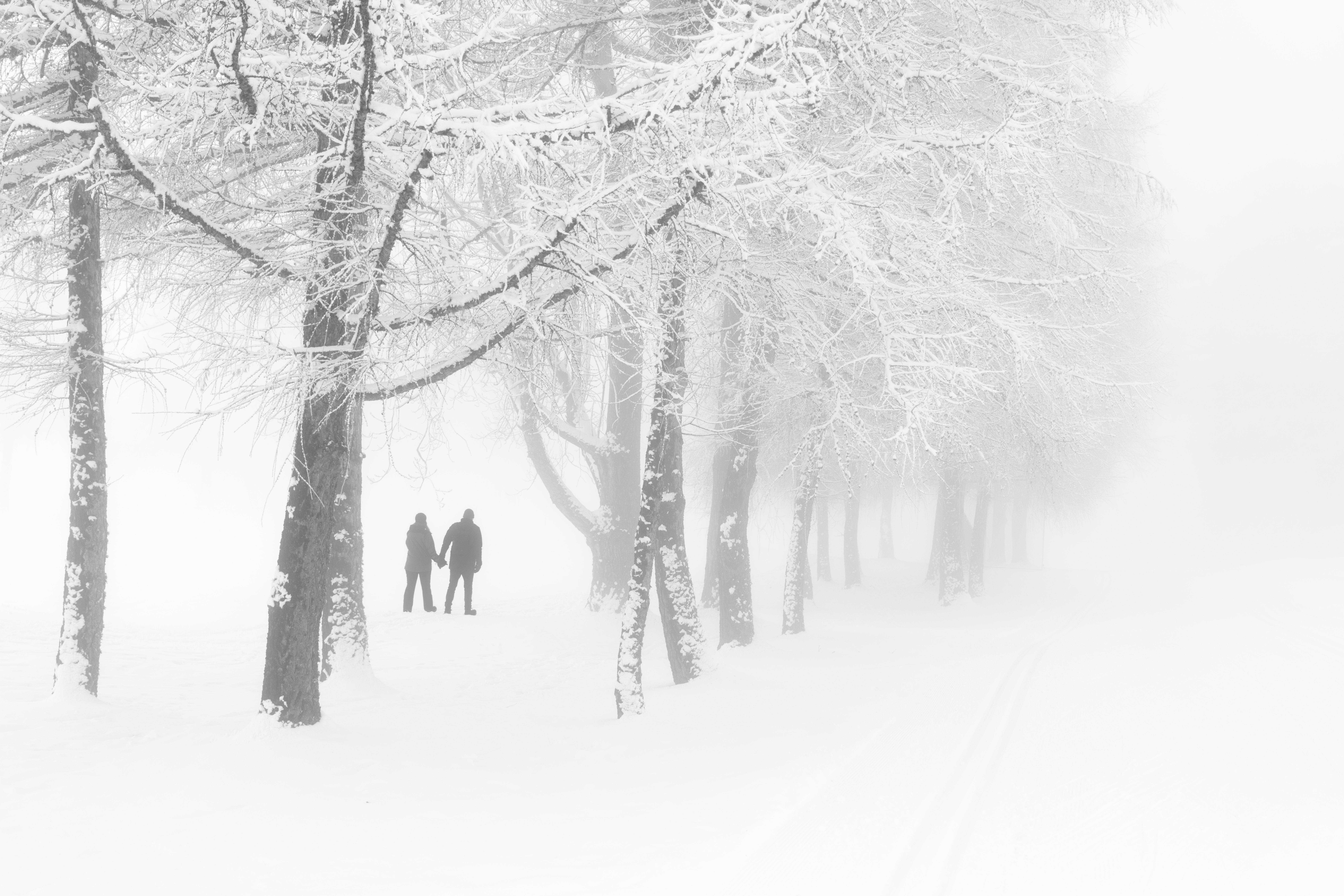 Couple among Trees in Snow · Free Stock Photo