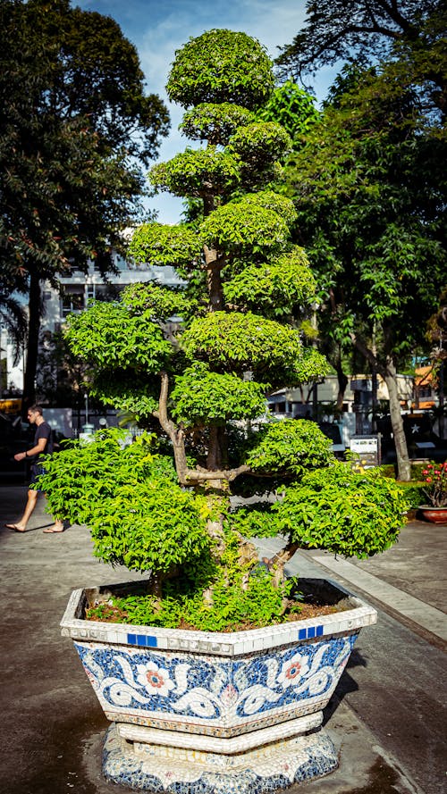 东南亚, 亚洲植物, 亚洲的树 的 免费素材图片